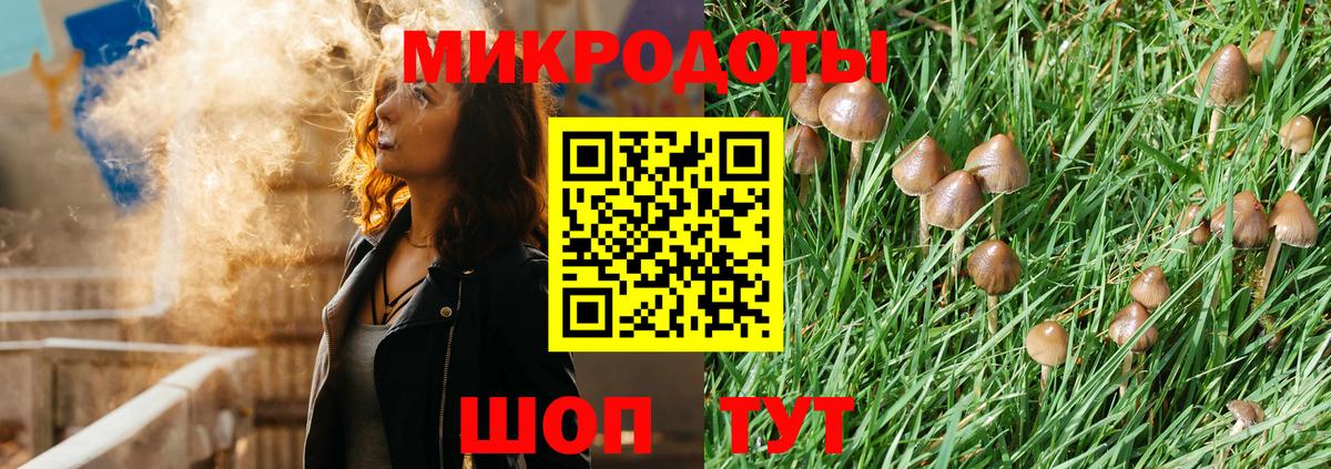Галлюциногенные грибы Psilocybe Элиста